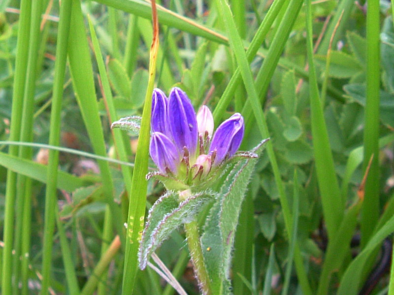 Campanula glomerata / Campanula a mazzetto